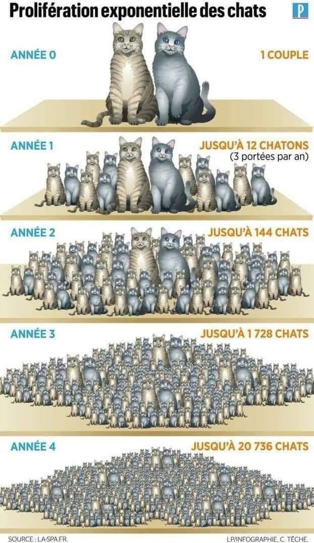 Proliferation de chats